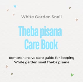 white garden snail keeping care sheet