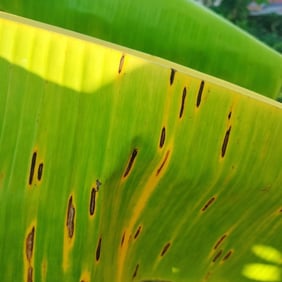 banana leaves developing small streaks initially in black sigatoka disease