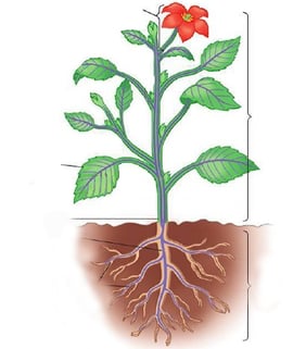 Structure plante vasculaire - organes