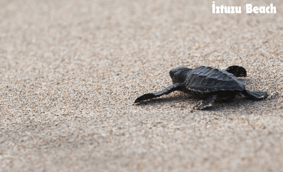 a caretta caretta walking on the sand