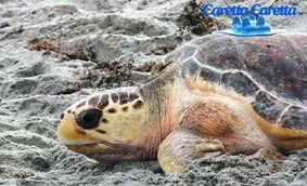 a caretta caretta on the sand