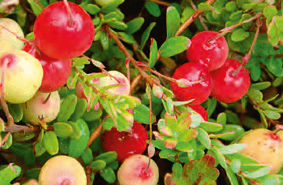 Canneberge - Vaccinium macrocarpon
