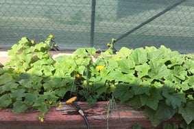 Garden, ground and heal with organic gardening of healing herbs and vegetables.