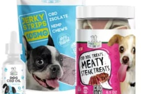 healthy pet cbd treats and cbd oil