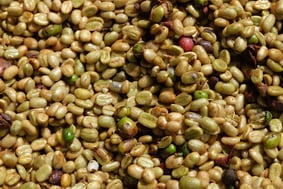 Takengon Estate's coffee beans