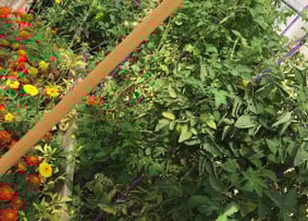 Garden, ground and heal by organic gardening