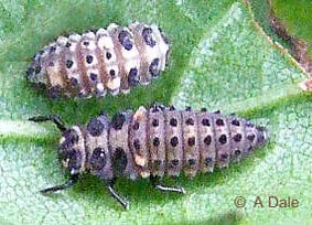 2 spot ladybird pupa