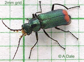 Common malachite beetle