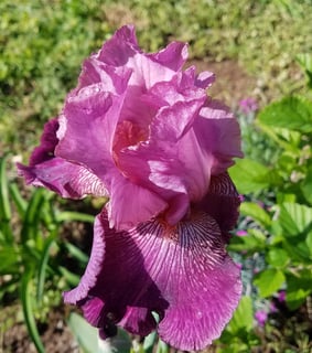 Autumn Rose tall bearded iris