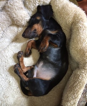 K-SCOOPS.com | Mindful Moments - Tranquil Tails: Designing Cozy Retreats for Your Beloved Companion