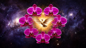 PaxLuma - The Orchid-Born Dove logo