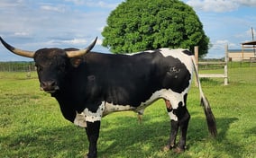 Miniature TX Long Horn Bull at HHR Miniature TX longhorns