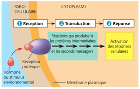 Mécanisme de réponse des plantes aux stimuli