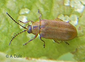 Willow Leaf Beetle