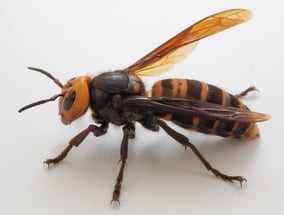 Hornet