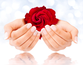 Woman's Hands Featuring Lovely Nails and a Red Rose