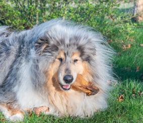 mastication chien