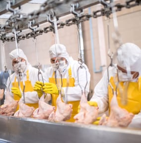 Career Expert Global_Jobs in Chicken Factory_Turkey