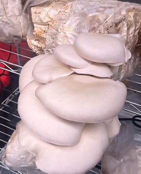 Kansas City Mushroom Company grows gourmet mushrooms.
