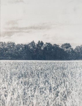 Tirage cyanotype viré au café la ligne en vente
