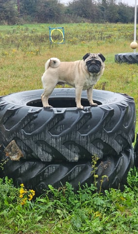 Pug dog