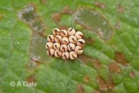 Willow Leaf Beetle eggs