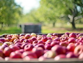 a crate of apples in a crate of apples