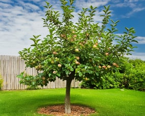 Small tree maintenace trimming pruning