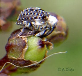 Cionus scrophulariae