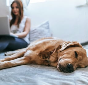 Workshop Bienestar canino