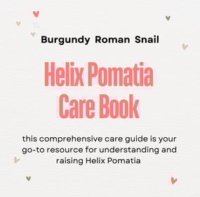 Snail Care Guide Book - Helix Pomatia Roman Snail