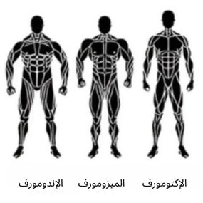 انواع الجسم