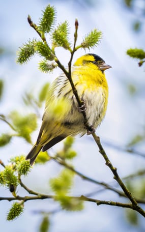 Ein Erlenzeisig auf einer Weide im Frühling Foto: Philipp Geisler