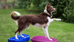 cão fazendo exercício fisio fitness