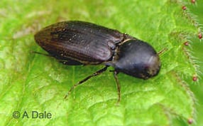 Click beetle