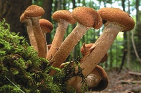 champignons
