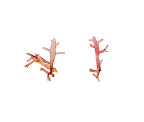 Champia sp.