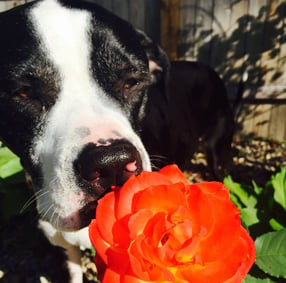 Black and white rescue dog smelling a bright orange rose