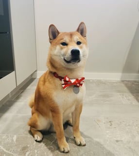 Photo of Kobe, a Shiba Inu