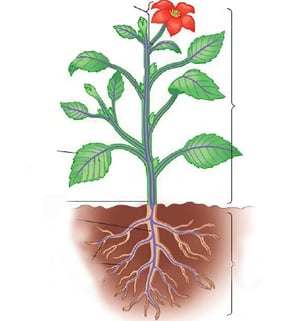 Structure plante vasculaire - organes