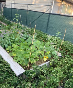 using electro culture in my garden beds!