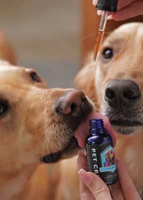 a dog is being fed by a person who is taking a pill