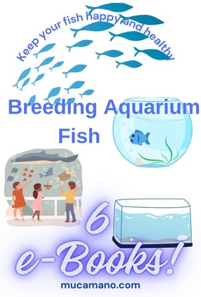 Aquarium Fish