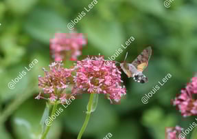 Papillon mouche nectar  Paris