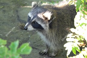 Raton Laveur Quebec