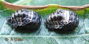 2 spot ladybird pupa