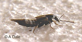 Rove beetle