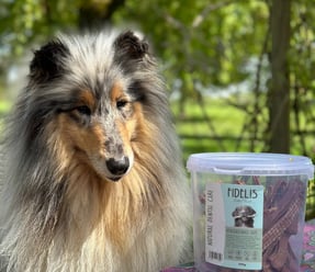 Bâtons à mâcher chien