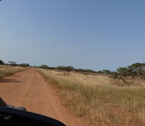 a giraffe is standing on a dirt road