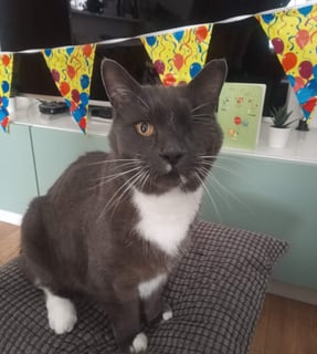 a cat sitting on a cushion or a pillow